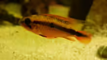 Apistogramma agazzizi, Weibchen