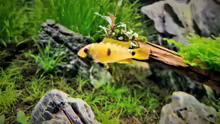 Apistogramma baenschi