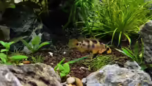 Apistogramma baenschi