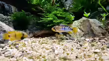 Apistogramma baenschi