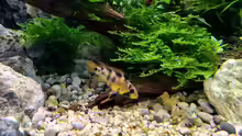 Apistogramma baenschi