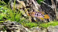 Apistogramma baenschi