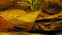 Apistogramma bitaeniata