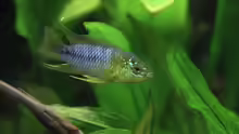 Apistogramma borelli (m)