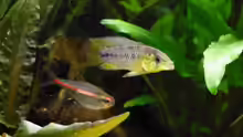 Apistogramma borelli männlein 28.01.12