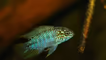 Apistogramma borelli Opal Männchen