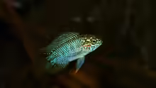 Apistogramma borelli Opal Männchen