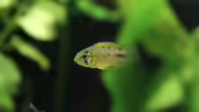 Apistogramma borelli (w)