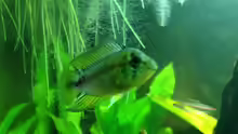 Apistogramma borellii Männchen
