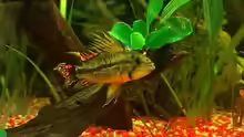 Apistogramma Cacatuoides: 1. Männchen - Zuchtdaddy