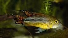 Apistogramma cacatuoides (M)