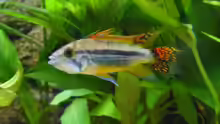 Apistogramma cacatuoides (M)