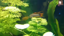Apistogramma Cacatuoides Männchen und Weibchen