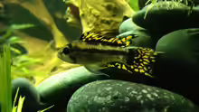 Apistogramma Cacatuoides Männchen