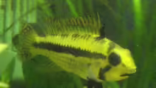 Apistogramma cacatuoides W