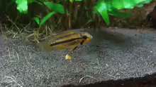 Apistogramma Cacatuoides (weibchen)