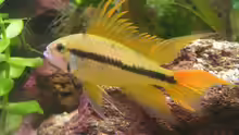 Apistogramma cacatuoides