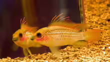 Apistogramma eremnopyge