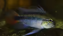 Apistogramma erythrura