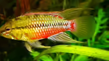 Apistogramma hongsloi, der Bock