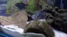 Apistogramma hongsloi