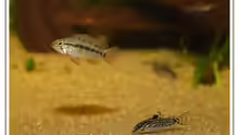 Apistogramma macmasteri, Weibchen, mit Aspidora