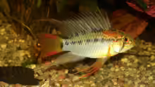 Apistogramma macmasteri