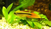 Apistogramma Männchen 2