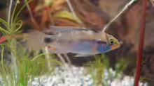 Apistogramma nessini weibchen
