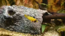 Apistogramma nijsseni