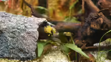 Apistogramma nijsseni