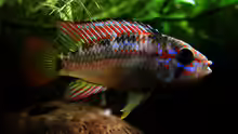 Apistogramma ortegai