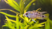 Apistogramma sp. Pebas Bock
