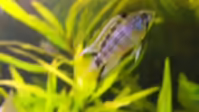 Apistogramma sp. Pebas Bock