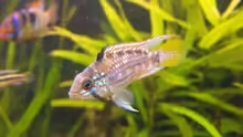 Apistogramma sp. Pebas Bock