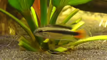 Apistogramma sp. rio mamore (männchen)