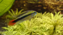 Apistogramma sp. rio mamore (männchen)