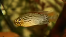 Apistogramma sp. Vielfleck Männchen