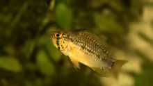 Apistogramma sp. Vielfleck Weibchen