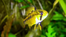 Apistogramma viejita