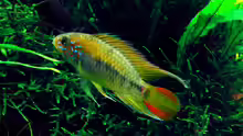 Apistogramma viejita Männchen