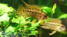 Apistogramma viejita