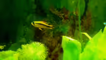 Apistogramma Weibchen 1