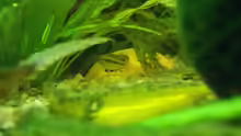 Apistogramma Weibchen