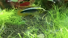 Apistogramma sp. Wilhelmi