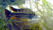 Apistogramma