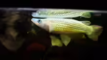 Aplocheilus lineatus