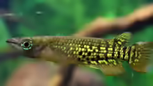 Aplocheilus