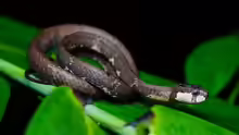 Aplopeltura boa