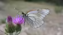 Aporia crataegi